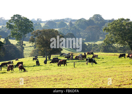 Dairy Farm Australia Stock Photo - Alamy