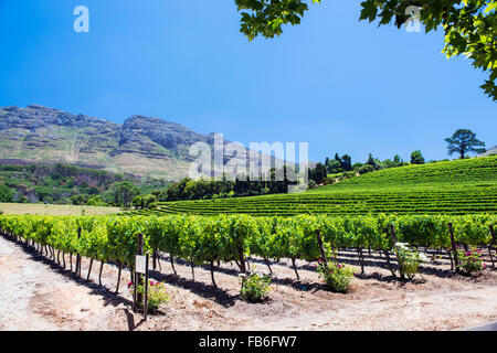 Buitenverwachting wine estate and vineyards in Constantia, Cape Town, South Africa Stock Photo