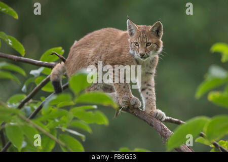 Cute cub of Eurasian Lynx / Eurasischer Luchs ( Lynx lynx ) sits on a thin branch, looks concentrated.