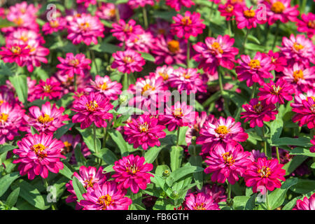 Violet Zinnia elegans, flowerbed Stock Photo