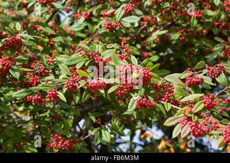 Cotoneaster berries in Autumn. Stock Photo