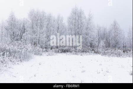 Beautiful magic white frozen winter in the forest. Lithuania, Europe Stock Photo