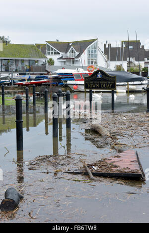 Christchurch, Dorset, UK. 11th Jan, 2016. Christchurch Sailing Club and The Quay affected by flood water. Reeds and trees swept down swollen River Stour create hazards when water recedes on Monday 11 January 2016. Swans enjoy eating the grass through the flood water. Credit:  Roger Allen Photography/Alamy Live News Stock Photo