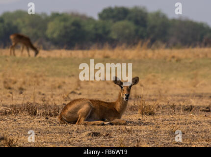A solitary puku antelope (Kobus vardonii) sitting and relaxing on a dry floodplain. South Luangwa National Park, Zambia, Africa. Stock Photo