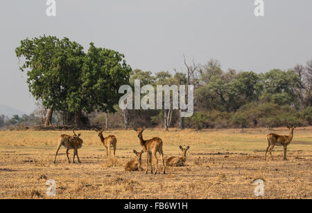 A small group of female puku antelope (Kobus vardonii) grazing and relaxing on a dry floodplain. South Luangwa National Park, Zambia. Stock Photo