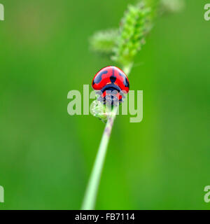 Beautiful bug walking on the green leaf for background. Stock Photo