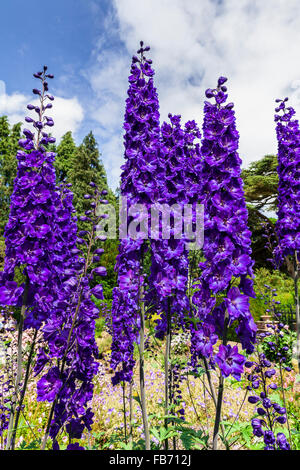 Tall dark blue delphinium flowers in a herbaceous border of an English Garden. Stock Photo