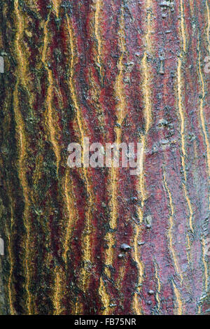 Acer Palmatum Nicholsinii. Japanese Maple Nicholsonii tree bark Stock Photo