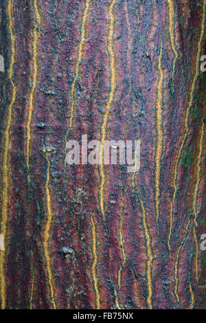 Acer Palmatum Nicholsinii. Japanese Maple Nicholsonii tree bark Stock Photo