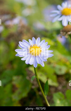 Aster x frikartii flower. Michalmas daisy Stock Photo