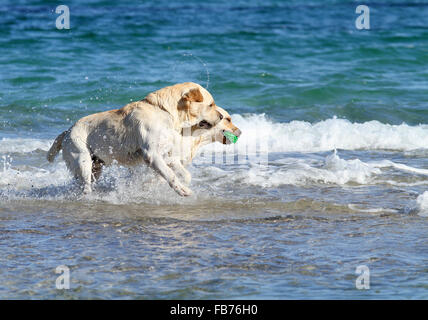 two yellow labradors at the sea with a ball Stock Photo - Alamy