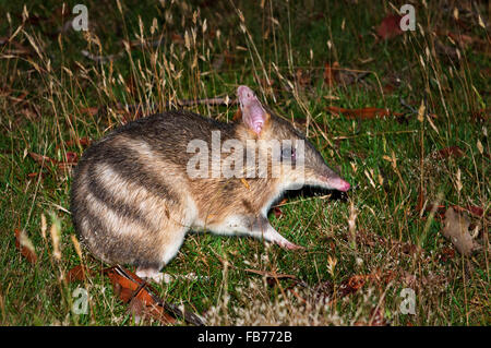 Threatened Eastern Barred Bandicoot foraging at night. Stock Photo