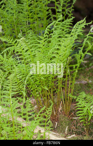 Lady fern, common lady-fern, ladyfern, Wald-Frauenfarn, Frauenfarn, Waldfrauenfarn, Gemeiner Waldfarn, Athyrium filix-femina Stock Photo