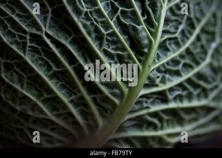 Full frame shot of leaf Stock Photo