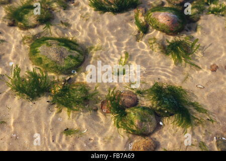 Pebbles in sea. Stock Photo