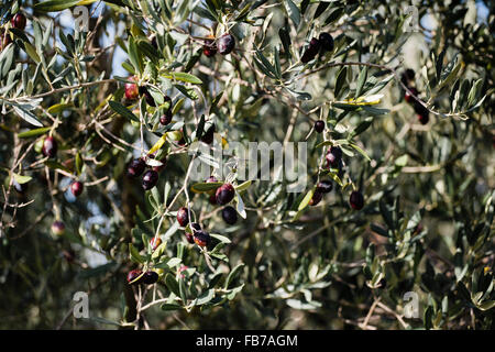 Full frame shot of black olives on tree Stock Photo