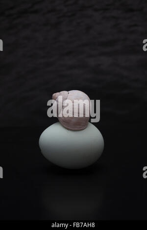 Seashell on egg against black background Stock Photo