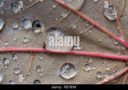 Dew drops on the underside of an Autumn colored leaf of the Norway maple (Acer platanoides) Stock Photo