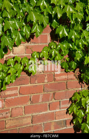 Ivy growing on brick wall Stock Photo