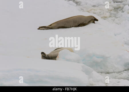 Adult crab eater seals on ice float in Antarctica. Stock Photo