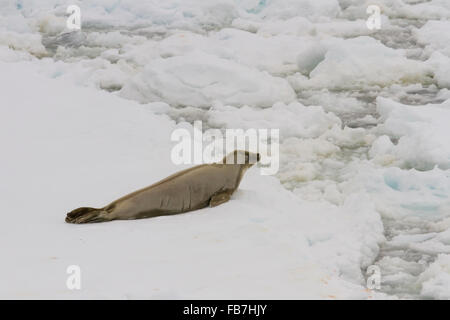 Adult crab eater seals on ice float in ice pack of Antarctica. Stock Photo