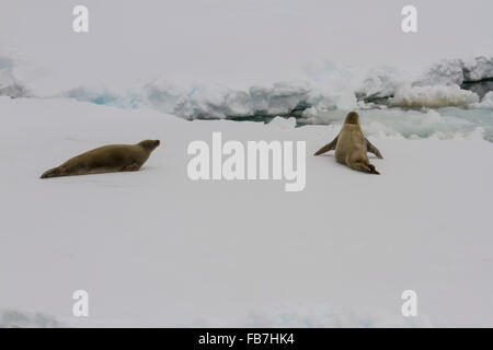 Pair of crab eater seals resting on ice float in field of pack ice  Antarctic Peninsula. Stock Photo