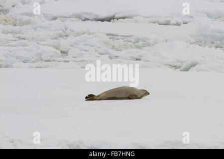 Crab eater seal resting on ice float in Antarctica. Stock Photo