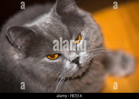 grumpy looking cat Stock Photo