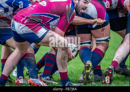 Male rugby players playing rugby union. Stock Photo