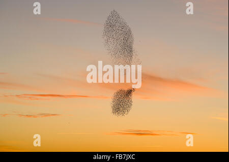 Starling flock (Sturnus vulgaris) at sunset, with peregrine falcon (Falco peregrinus) flying beside the flock, grouping in the s Stock Photo