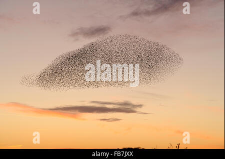 Starling flock (Sturnus vulgaris) at sunset, grouping in the sky caused by presence of predators, with pink sunset colours, Stock Photo