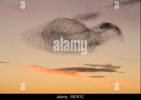 Starling flock (Sturnus vulgaris) at sunset, with peregrine falcon (Falco peregrinus) flying close to the flock.