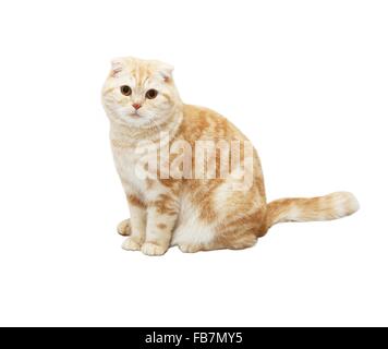 Cream Tabby Scottish Fold cat against window with white and cyan ...