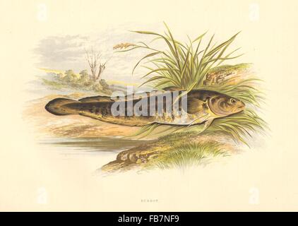 FRESHWATER FISH: Burbot (Lota vulgaris) - Houghton / Lydon, antique print 1879 Stock Photo