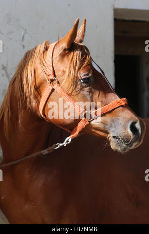 Portrait of beautiful arabian horse against white wall Stock Photo