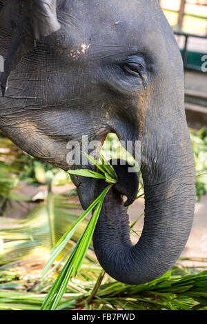 Asian elephants (Elephas maximus) feeding in the Pinnawela Elephants Orphanage, Pinnawela, Sri Lanka