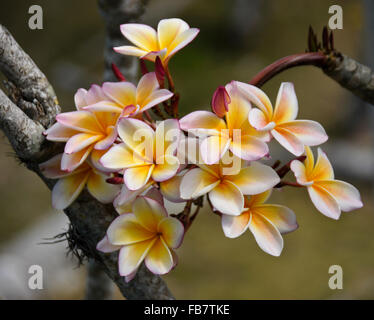 Plumeria (frangipani) flowers on tree Stock Photo
