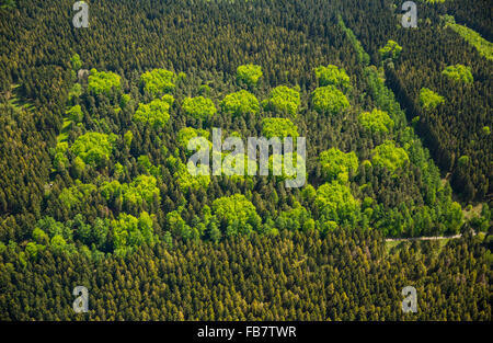 Aerial view, mixed forest in the spring, tree polka dots, color, fresh green, deciduous forest, coniferous forest, Hürtgenwald, Stock Photo