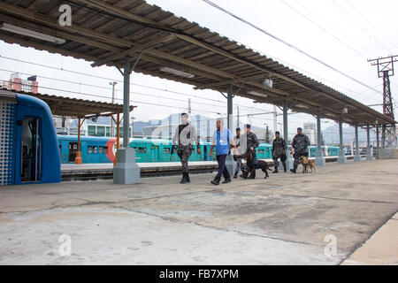 Rio de Janeiro, Brazil, 11th January 2016: BAC-Action Battalion with Dogs conducts training against terrorism for the Olympic Games Rio 2016. The BAC dogs are trained to identify weapons, drugs and explosives in different situations. BAC dogs trained at the Central do Brasil railway station Credit:  Luiz Souza/Alamy Live News Stock Photo