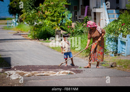 A woman drying coffee cherries in the sun, in a coffee producing village on the side of Lake Ranau in Banding Agung, South Sumatra, Indonesia. Stock Photo