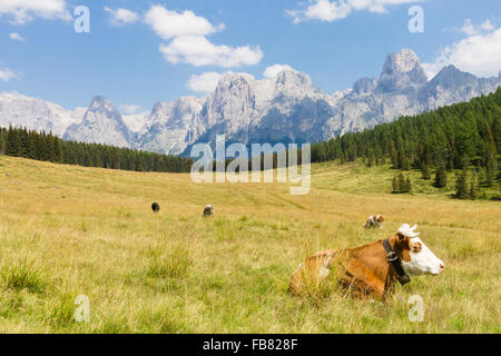Beautiful alpine panorama, group Pala of dolomites from Calaita lake meadows, Italian landscape Stock Photo