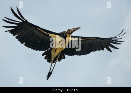 A stork—lesser adjutant (Leptoptilos javanicus)—is flying above Way Kanan river in Way Kambas National Park in East Lampung, Lampung, Indonesia. Stock Photo