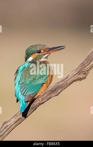 Eurasian kingfisher (Alcedo atthis) sitting on tree branch, female, Middle Elbe Biosphere Reserve, Saxony-Anhalt, Germany Stock Photo