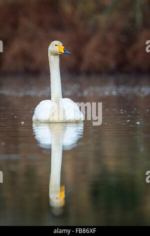 Whooper Swan (Cygnus cygnus) in water, winter visitor, Middle Elbe Biosphere Reserve, Saxony-Anhalt, Germany Stock Photo