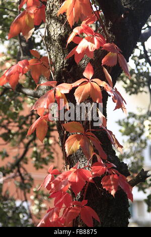 creeper with red leaves in autumn Stock Photo