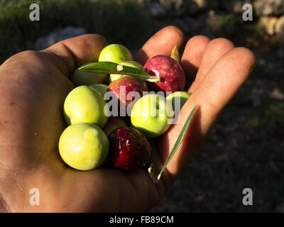 Man holding just picked olive fruits in hand close up Stock Photo