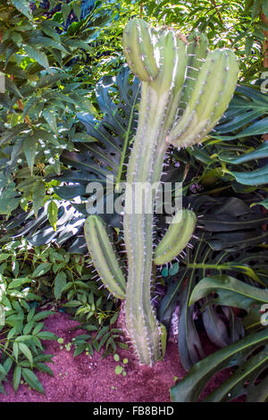 Picture of small round cactus. Photo closeup Stock Photo