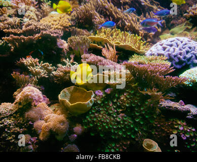 Coral reef with fish and coral