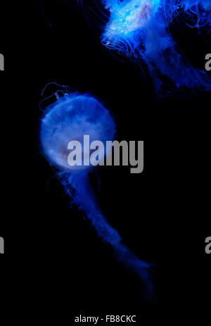 Nettle Jellyfish glowing blue in the water