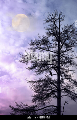 A dry fir tree on a background of the full moon Stock Photo